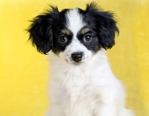 为什么2021年对属狗的人来说是一个坎？插图