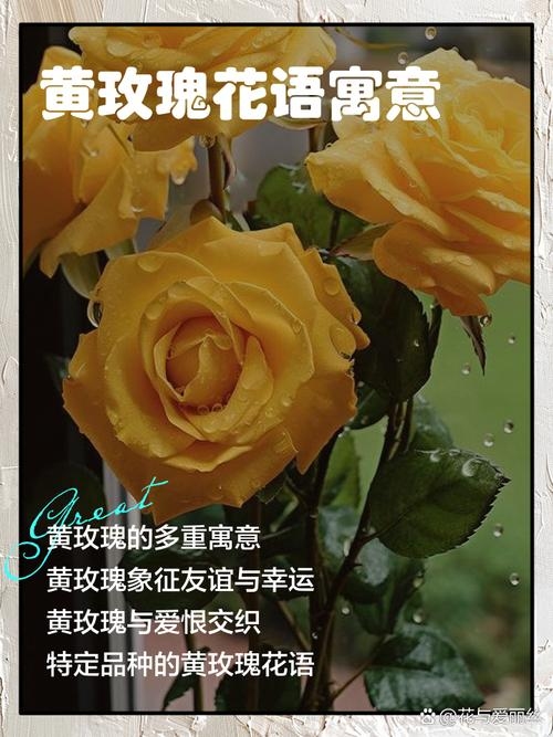 五月14日象征爱情与美，黄金玫瑰传递情感信息；端午传情方式彰显热情。插图