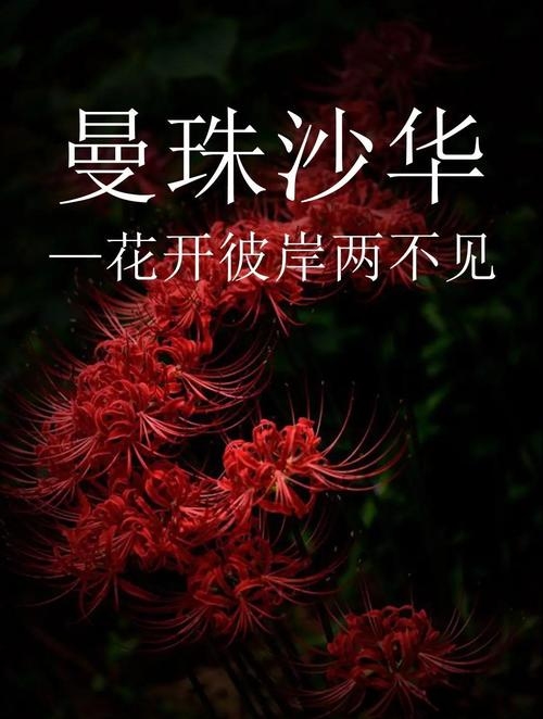 彼岸花测试，轮回次数纯属想象，无科学依据插图