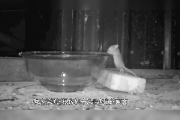 鼠的克星第一名，怕风油精真假，家中放一物防老鼠插图