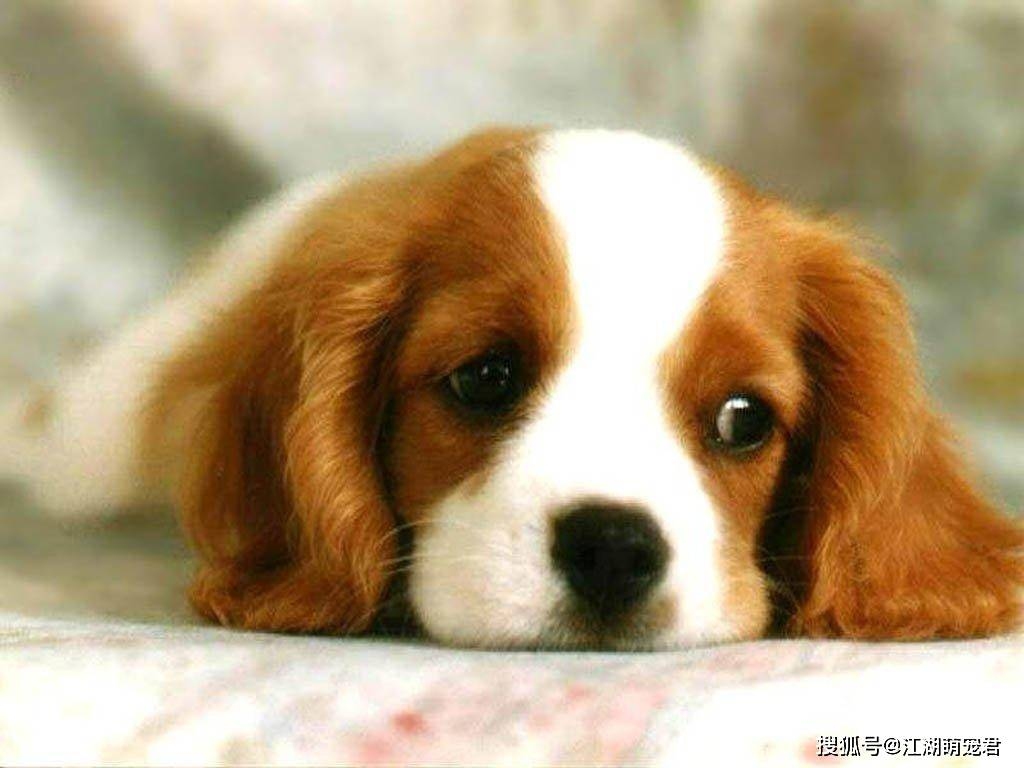 狗的名字，从御兽到亲和的成长密码插图