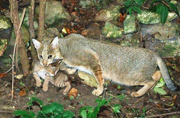 狸的拼音及组词介绍插图