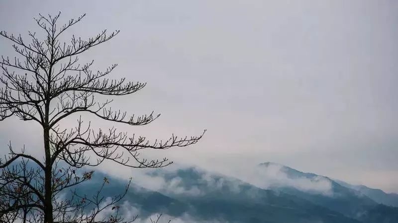 乍得阳春，如细柳轻拂——春日里的温柔时光插图