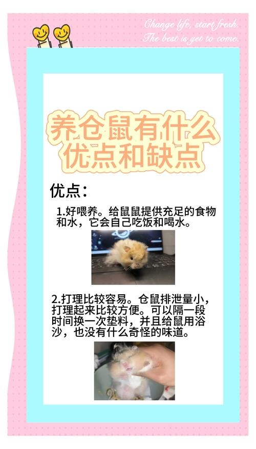 鼠的优点插图 鼠的优点插图