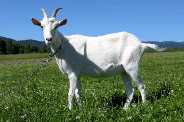 鸡飞蛋打，生肖羊的隐秘寓意插图