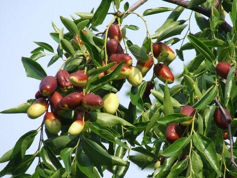 孕妇梦见吃枣，周公解梦与健康、性别预兆解析插图