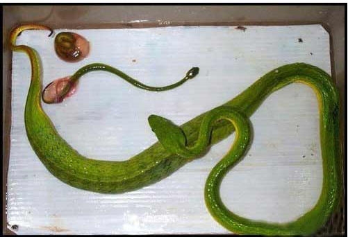 孕妇梦见蛇缠身,梦境背后的深层含义与解读插图 孕妇梦见蛇缠身,梦境背后的深层含义与解读插图