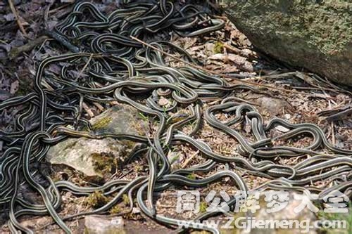 孕妇梦见很多蛇，寓意与解析插图