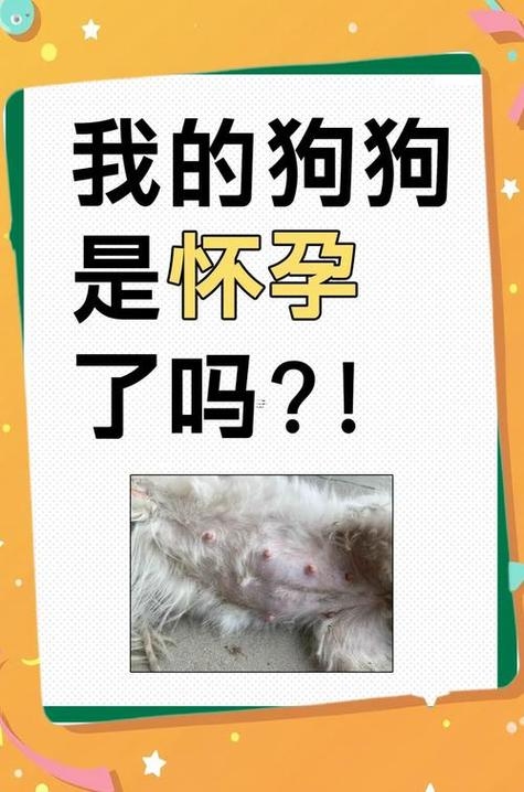 孕妇梦见猫和狗，寓意与心理解析插图