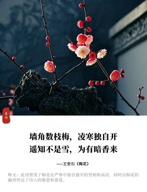 傲骨寒梅打一生肖插图