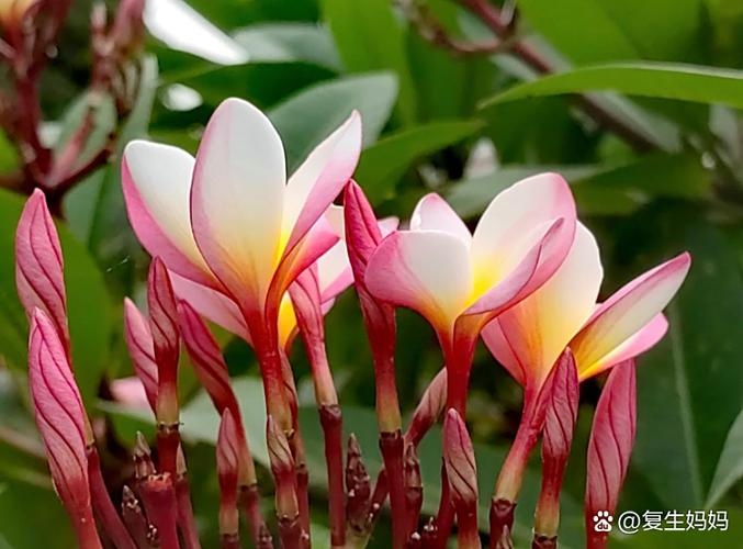 泰国女性名字的哲学与自然之美插图