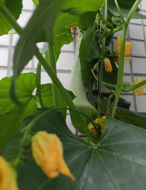 丝瓜视视频，解锁生活新体验，开启丝瓜奇妙之旅插图