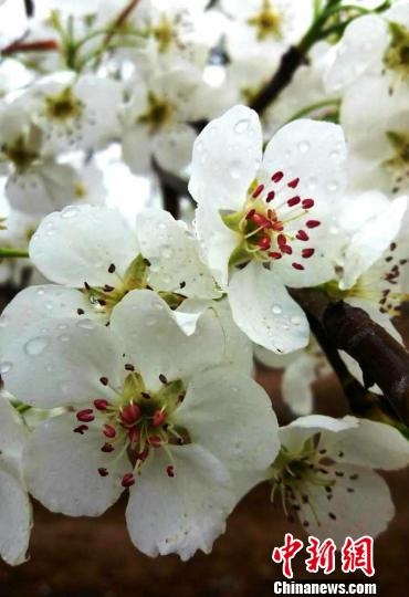 梨花带雨，女性柔美与文学艺术的象征插图