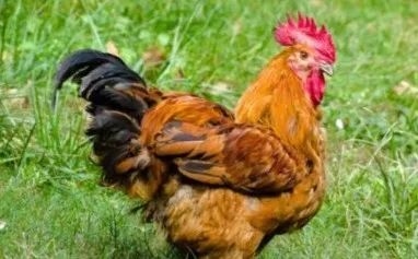 鸡红光满面热映，鸡属典型代表性。插图