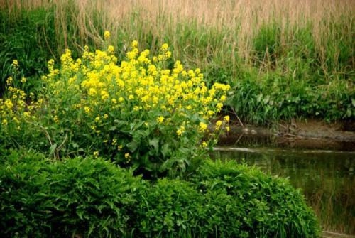 移花接木桂花香，晚年转运，家庭美满的积极预言插图