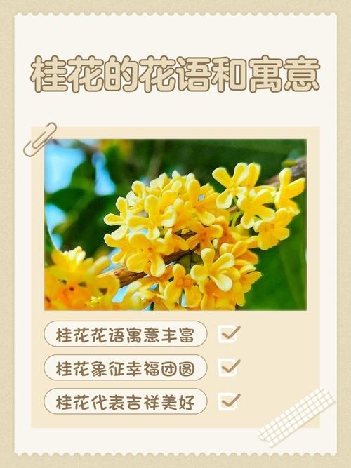 移花接木桂花香，探索自然与文化的奇妙融合插图