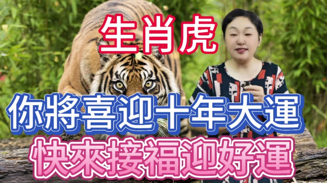 属虎今年,虎年征途上的新星初露插图 属虎今年,虎年征途上的新星初露插图