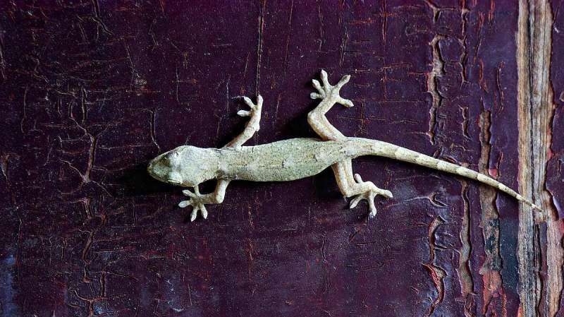 壁虎进屋是吉祥之兆，寓意避灾、来福和富贵。插图