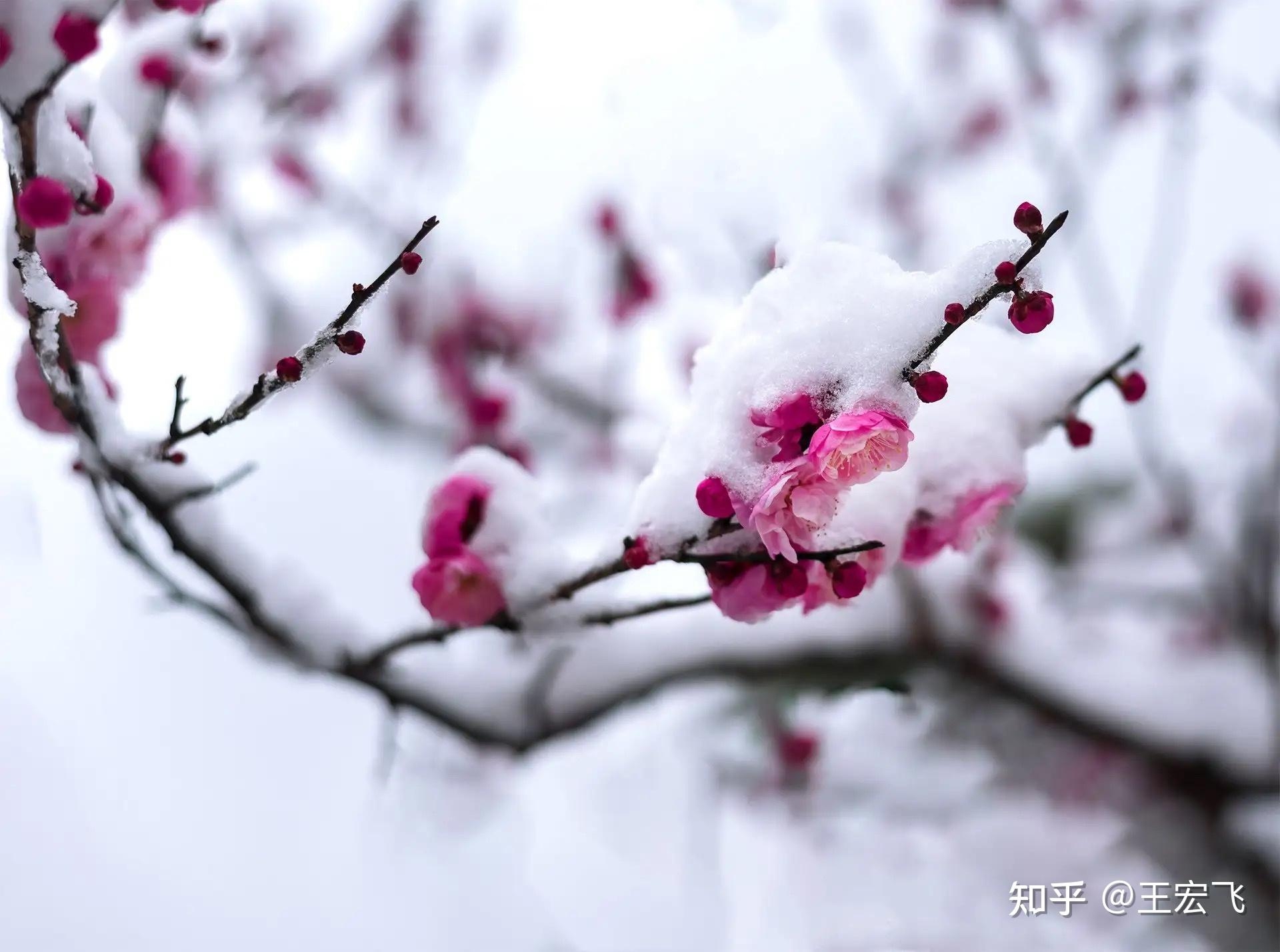 小寒时节，严冬降临，腊梅傲立插图