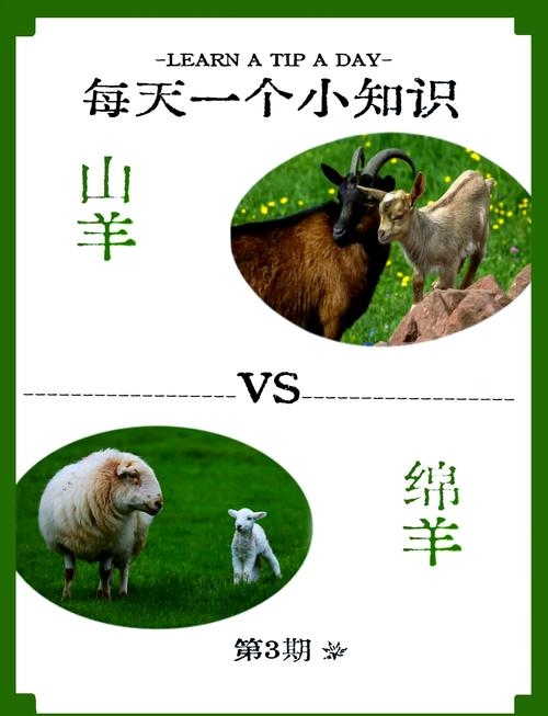 羊叫三声招前来，与十二生肖关联。插图