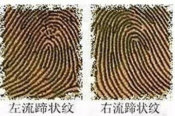 左流蹄状纹，沟壑间的生命轨迹插图