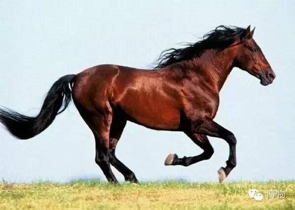 汗马功劳对应生肖揭晓，是马！插图