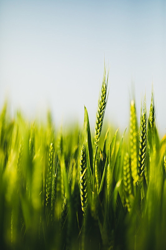 小满节气含义解析及物候特点插图