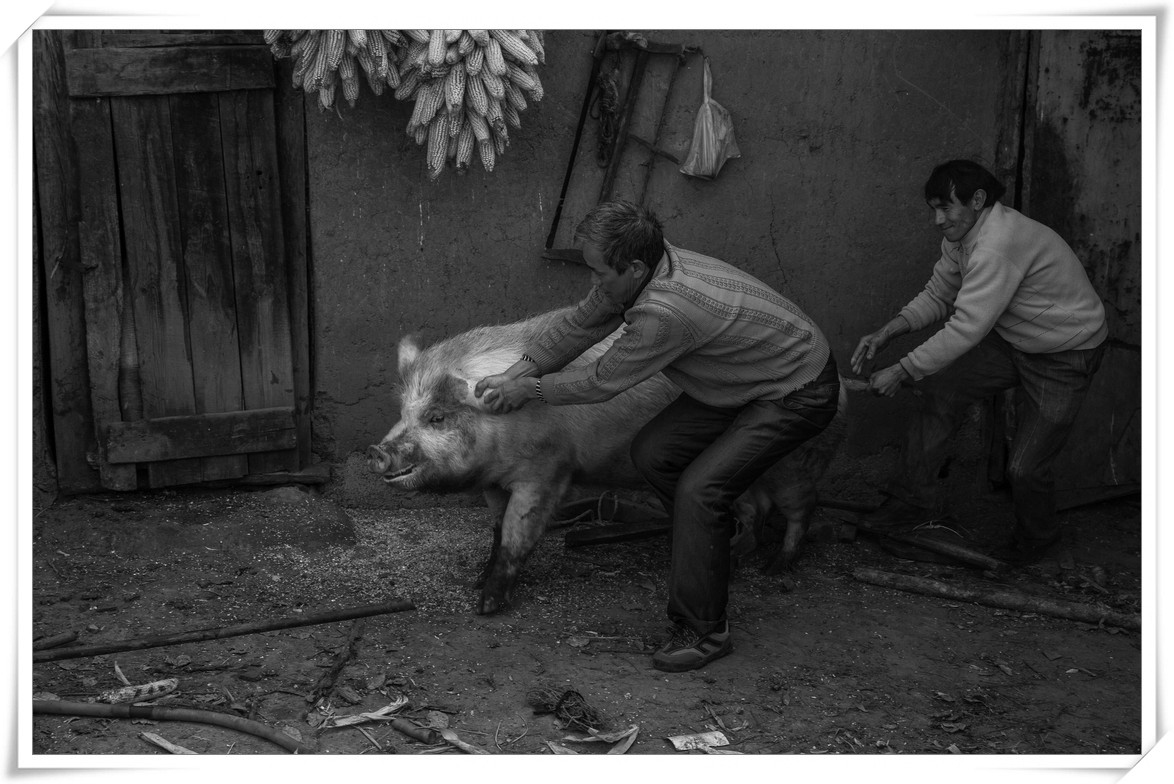 豪门酒肉打一生肖，答案通常是猪插图