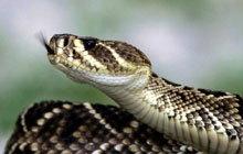 胎梦蛇象征，生女之兆与健康寓意插图