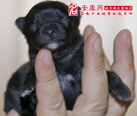 胎梦中的神秘伴侣，梦见狗的寓意与解析插图