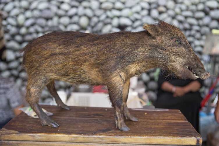 属牛女最佳婚配，理性与浪漫的完美契合插图