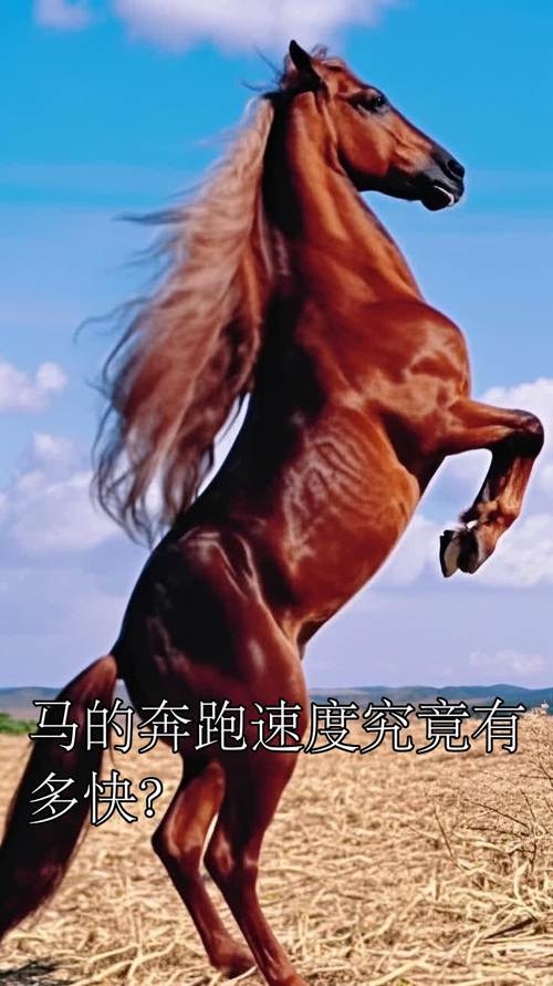 奔跑起来快如飞对应马。插图