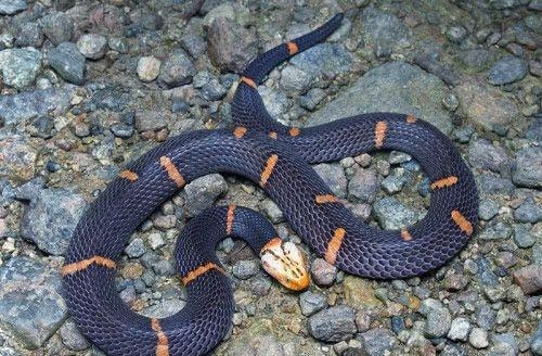 男人梦到蛇，传统解读与现实生活的平衡考量插图