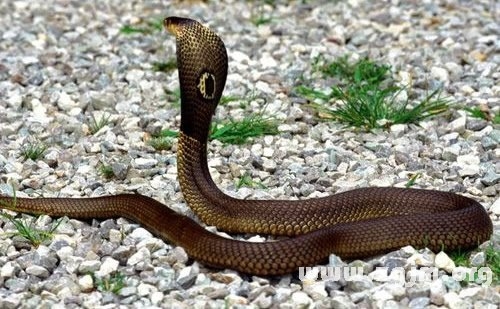 男人梦见蛇，梦境背后的深层含义与心理解析插图