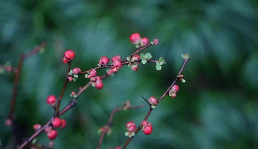 癸水生于卯月，春回大地，润物无声插图