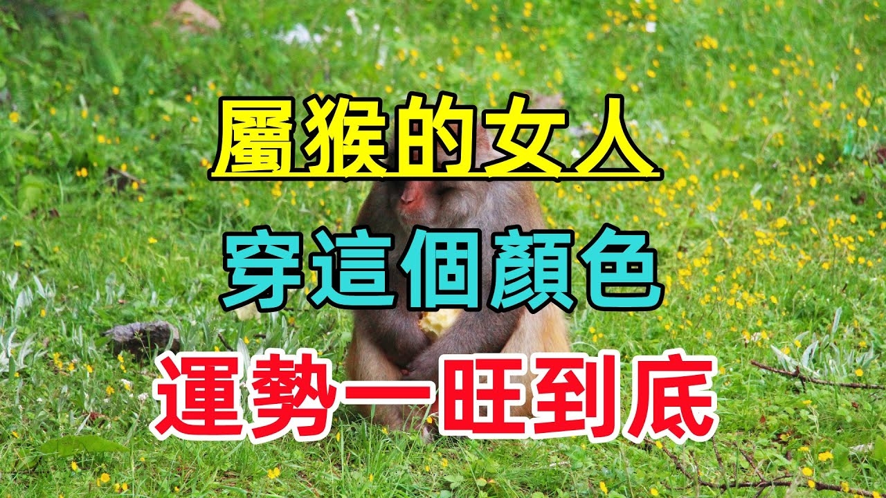 猴生肖女性心思缜密、聪明多情插图