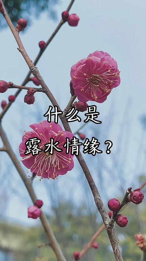 露水姻缘，短暂而美丽的邂逅插图