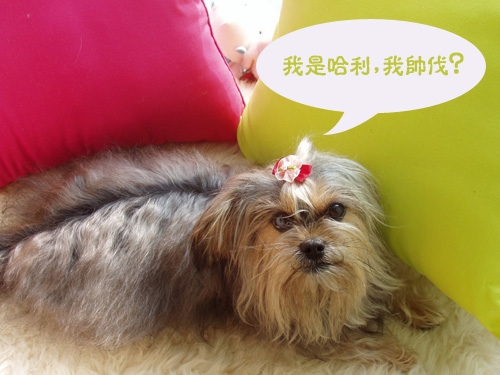 宠物名字寓意发财，正能量满满！插图