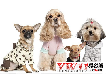 宠物名字，灵动可爱与财富意象的完美结合插图