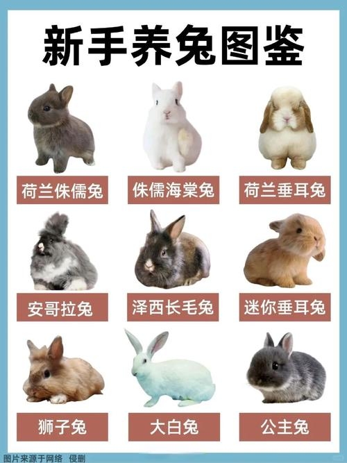 宠物兔名字大全，可爱又洋气插图