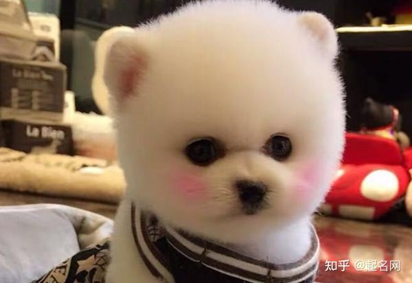 宠物狗名字霸气推荐插图