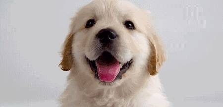 先锋保国卫家园，忠诚勇敢狗担当。插图