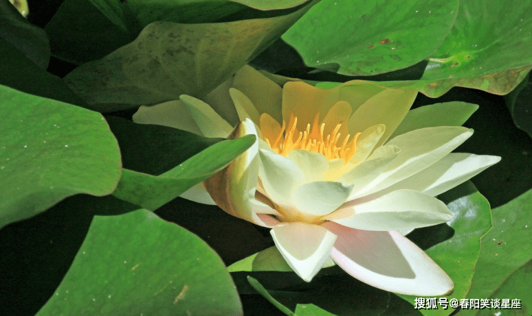 绿荷白莲映生肖，猴的智慧与自然之韵插图