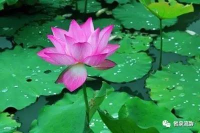 芙蓉出水，寓意美好品质非生肖插图