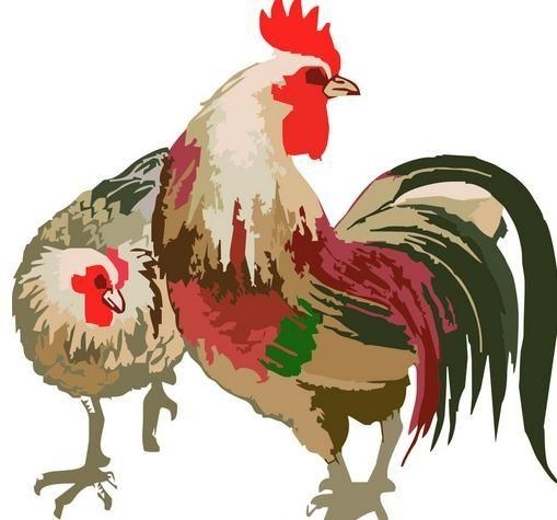 丹凤朝阳指的是鸡生肖插图 丹凤朝阳指的是鸡生肖插图