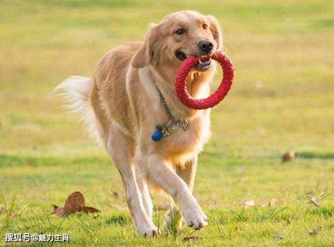 属狗的年份，探索生肖狗的魅力与影响插图
