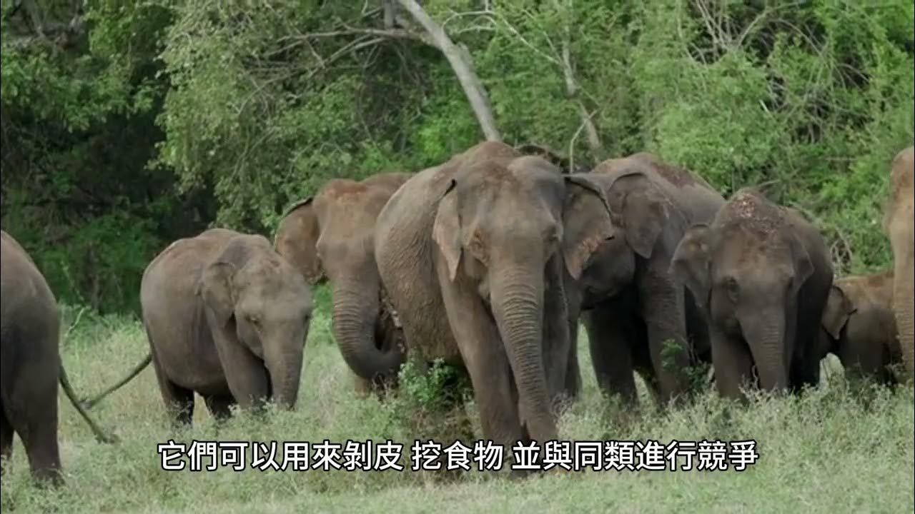 探寻动物名称背后的奥秘，从动物学到生态学的奇妙之旅插图