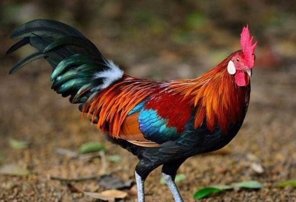 雄鸡断尾，生肖指向揭秘，是鸡插图