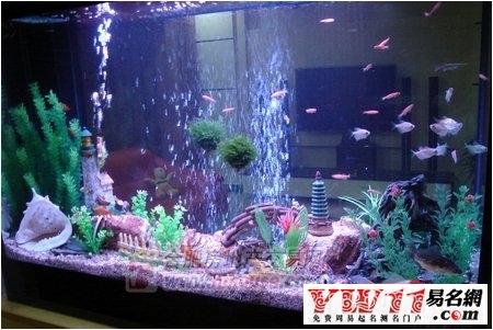 鱼缸风水，营造生机与安宁的天地插图