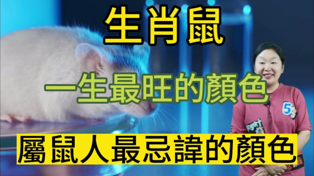 鼠性格低调暗无天日插图